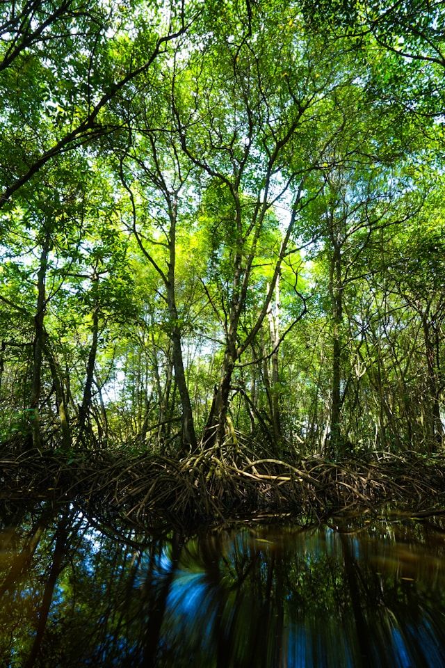 Atelier ludique qui explore les liens entre écosystèmes côtiers, climat, biodiversité et activités humaines. Il s’appuie sur des données scientifiques du GIEC, de l’IRD et de l’IFREMER.