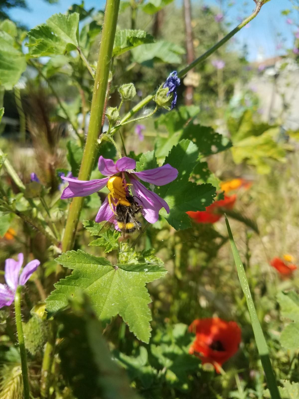 Met en lumière les interactions entre activités humaines, érosion de la biodiversité et services écosystémiques. Parfait pour connecter les enjeux climatiques aux enjeux vivants.